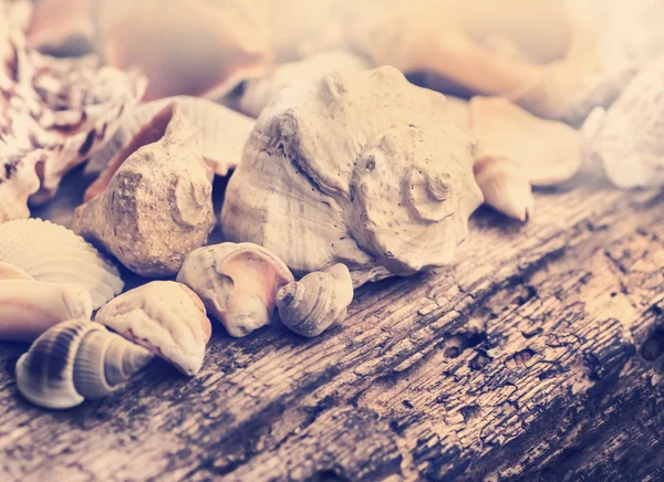 Shells of many types and sizes — Stock Photo, Image