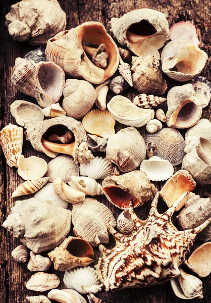 Shells of many types and sizes — Stock Photo, Image