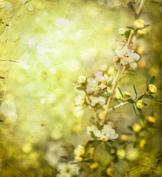 Kirschbaumblüte — Stockfoto