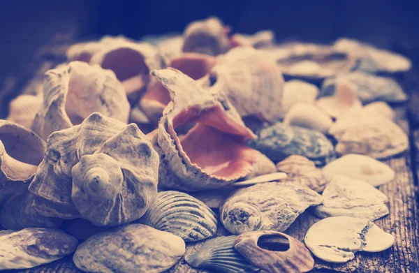 Shells of many types and sizes — Stock Photo, Image