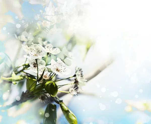 Cherry  tree branch in bloom. — Stock Photo, Image