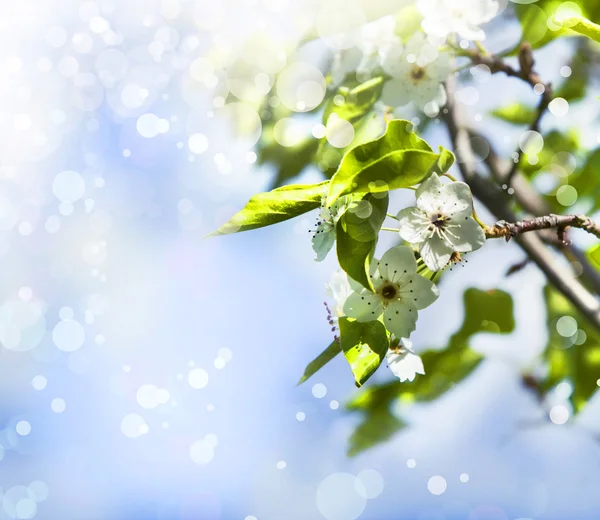 Ramo di ciliegio in fiore. — Foto Stock