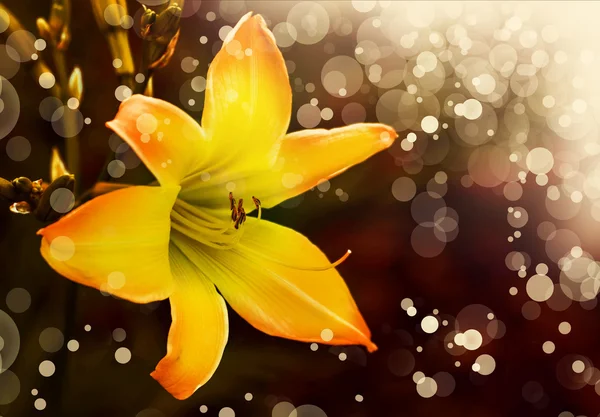 Yellow lily flower — Stock Photo, Image