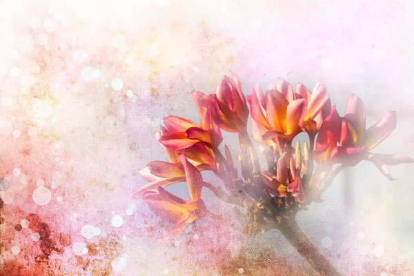 Rosa plumeria blommor — Stockfoto