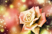 Картина, постер, плакат, фотообои "beautiful pink rose", артикул 86978256