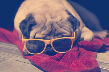 Oldukça rahatlatıcı pug