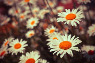 Papatya çiçeği tarlası