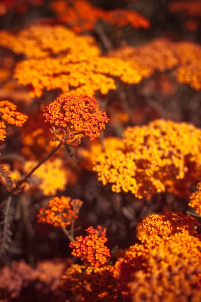 Bellissimi fiori estivi — Foto Stock