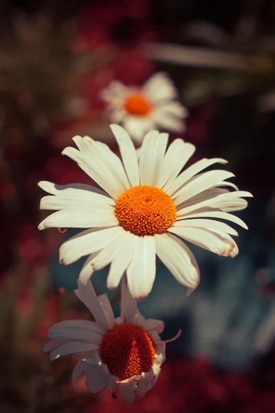 Achtergrond met kamille bloemen — Stockfoto