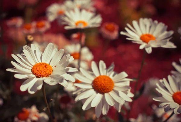 Tło z kwiatów rumianku — Zdjęcie stockowe