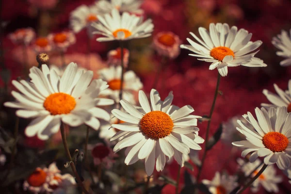 Kamilla virágot háttér — Stock Fotó