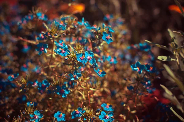 Blaue kleine wilde Blumen — Stockfoto