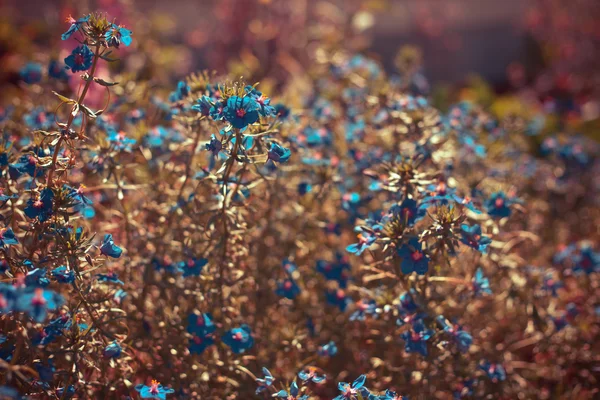 Flores silvestres pequeñas azules — Foto de Stock