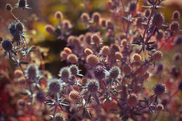 Szép virágok a levelek — Stock Fotó