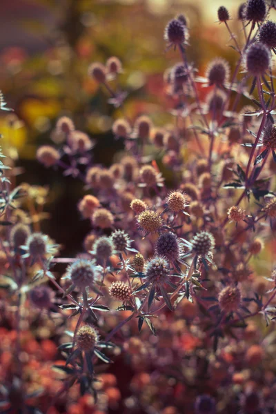 葉に美しい花 — ストック写真