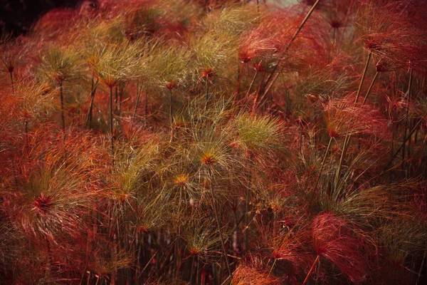 Arrière-plan avec herbe verte — Photo