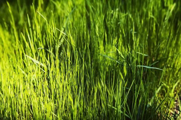 Background with green grass — Stock Photo, Image