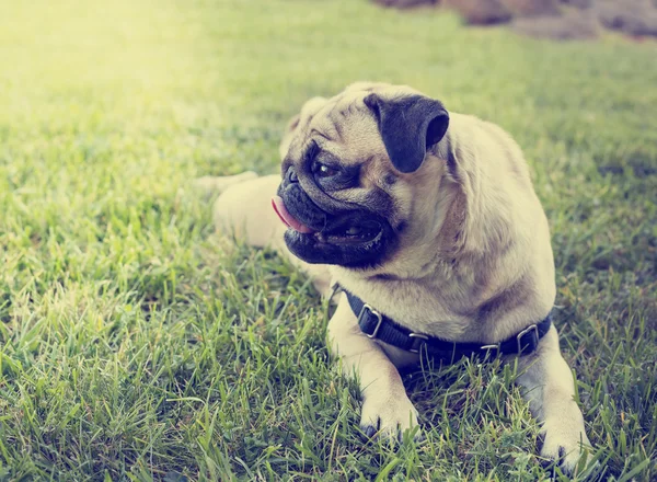 Mops pies rasa leżąc na trawie — Zdjęcie stockowe