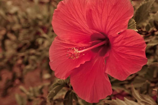 Rote Hibiskusblüte — Stockfoto