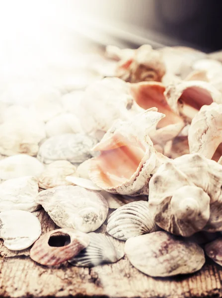 Shells on old wooden background — Stock Photo, Image