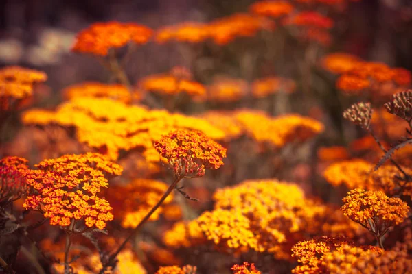 Vackra sommarblommor — Stockfoto