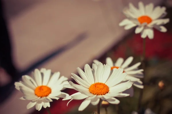 Hintergrund mit Kamillenblüten — Stockfoto