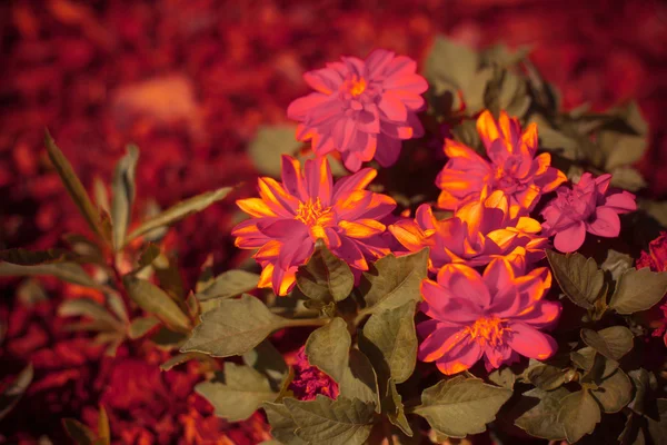 Schöne Sommerblumen — Stockfoto