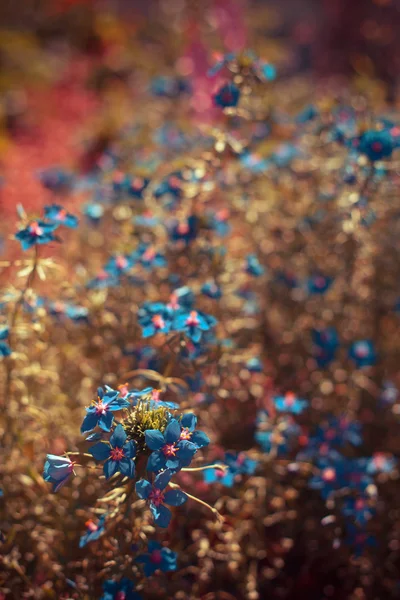 Blauwe kleine wilde bloemen — Stockfoto