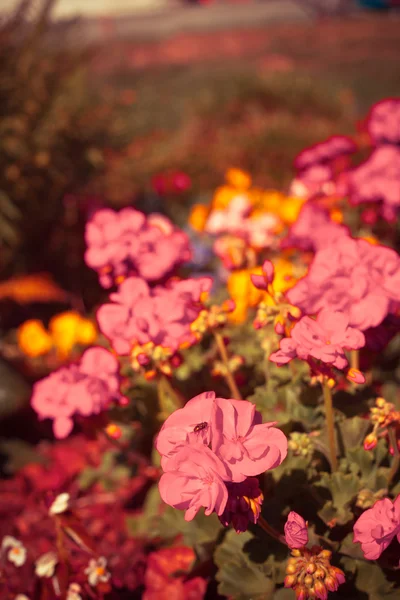 아름다운 여름 꽃들 — 스톡 사진