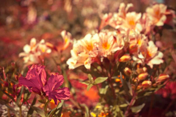 Güzel yaz çiçekleri — Stok fotoğraf