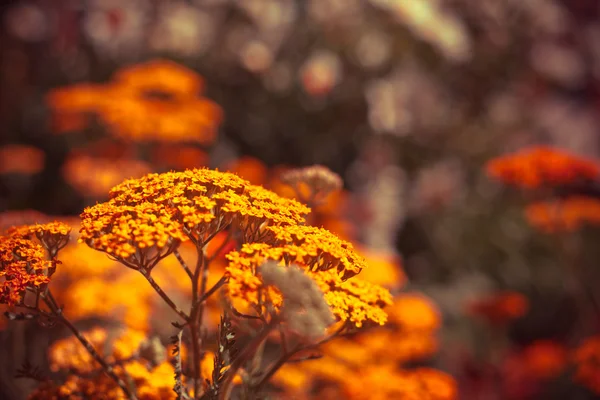 Mooie zomerbloemen — Stockfoto