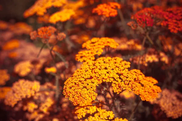 Belles fleurs d'été — Photo