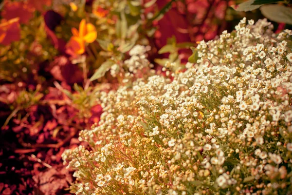 Vackra sommarblommor — Stockfoto