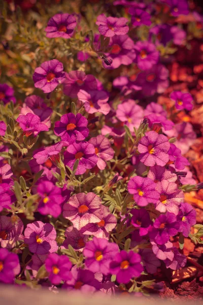 Piękne letnie kwiaty — Zdjęcie stockowe