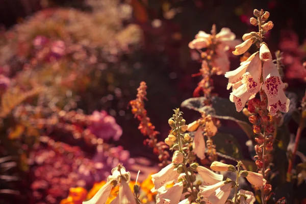 Belles fleurs d'été — Photo