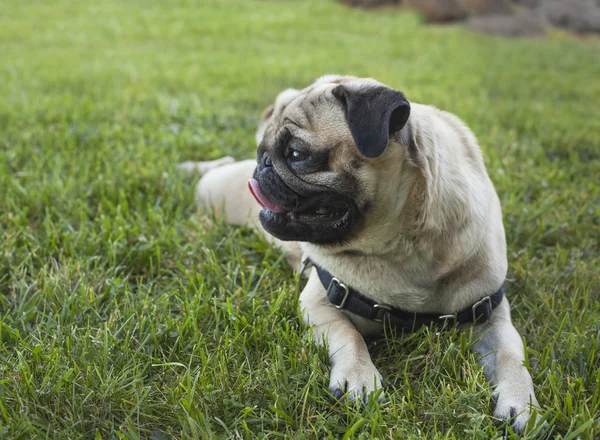 Mops pies rasa leżąc na trawie — Zdjęcie stockowe