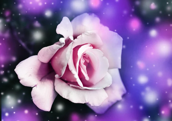 Beautiful pink rose — Stock Photo, Image