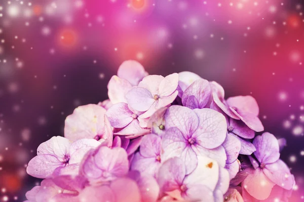Όμορφα ροζ λουλούδια — Φωτογραφία Αρχείου