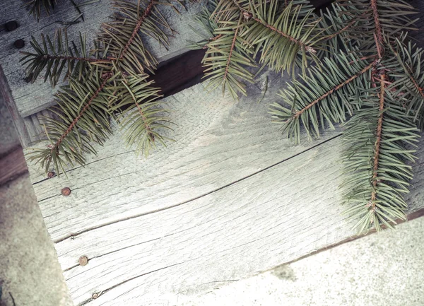 松树树枝 — 图库照片