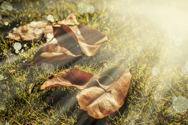 Fundo com folhas de outono amarelas — Fotografia de Stock