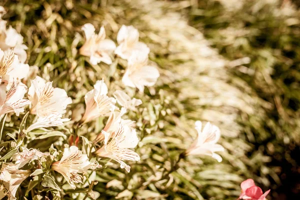 Hermosas flores de verano — Foto de Stock