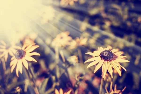 Hermosas flores al sol —  Fotos de Stock