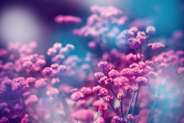 Güneşin altında güzel çiçekler — Stok fotoğraf