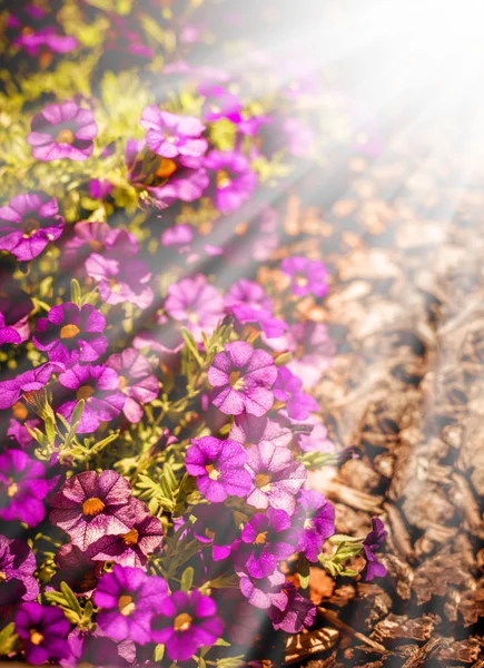 太陽の下で美しい花 — ストック写真