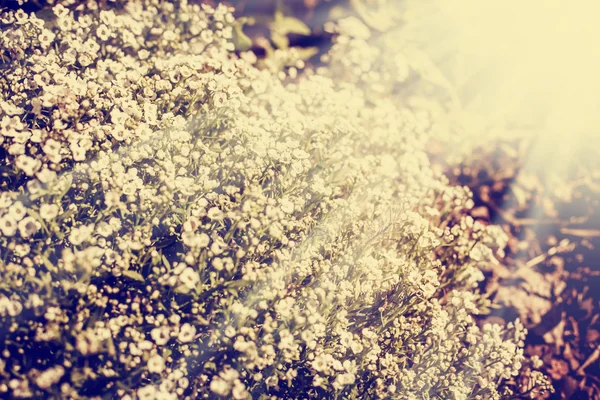 Vackra blommor i solskenet — Stockfoto