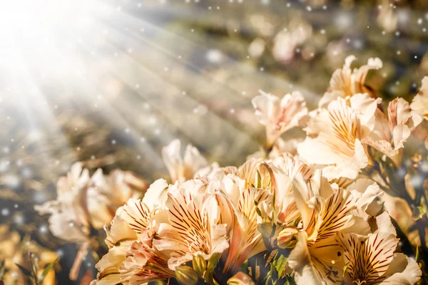 Schöne Blumen im Sonnenschein — Stockfoto