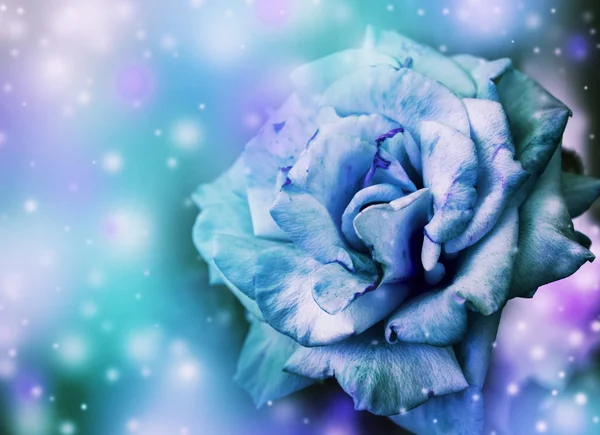 Beautiful blue rose — Stock Photo, Image