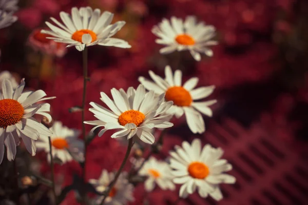 Pequeñas flores de manzanilla —  Fotos de Stock