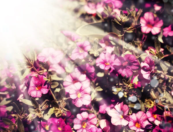 Цветы в лучах солнца — стоковое фото