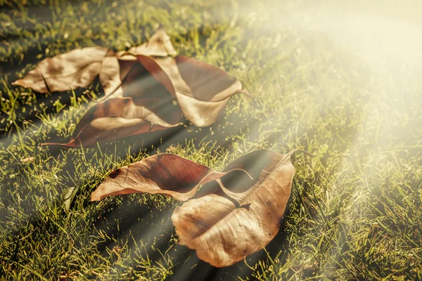 Background with autumn leaves over grass — Stock Photo, Image